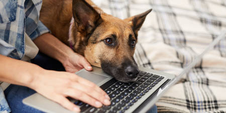 Dog resting its head on owners lap, looking at their laptop screen